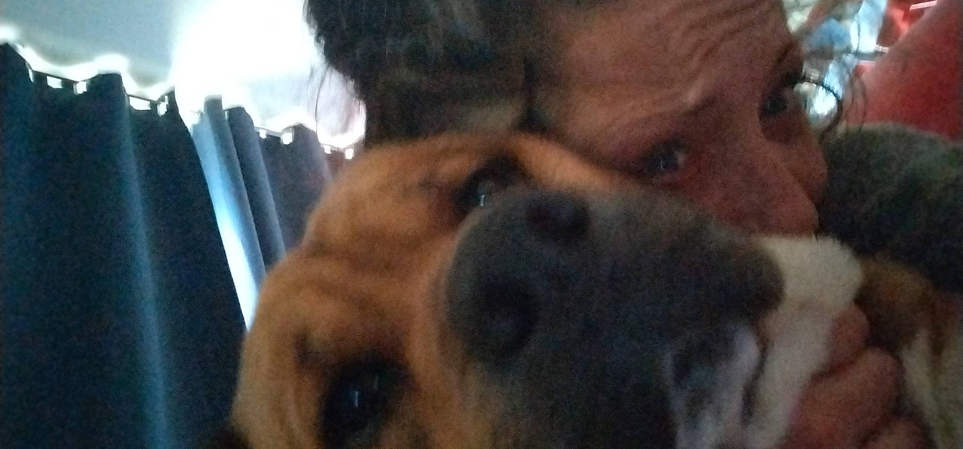 Soocyz a rejoint le concours — aidez-le/la à gagner de superbes lots ! ancient_dog_breeds, canidae, carnivore, close_up, companion_dog, dog, dog_breed, fawn, fur, guard_dog, snout, sporting_group, whiskers, working_dog