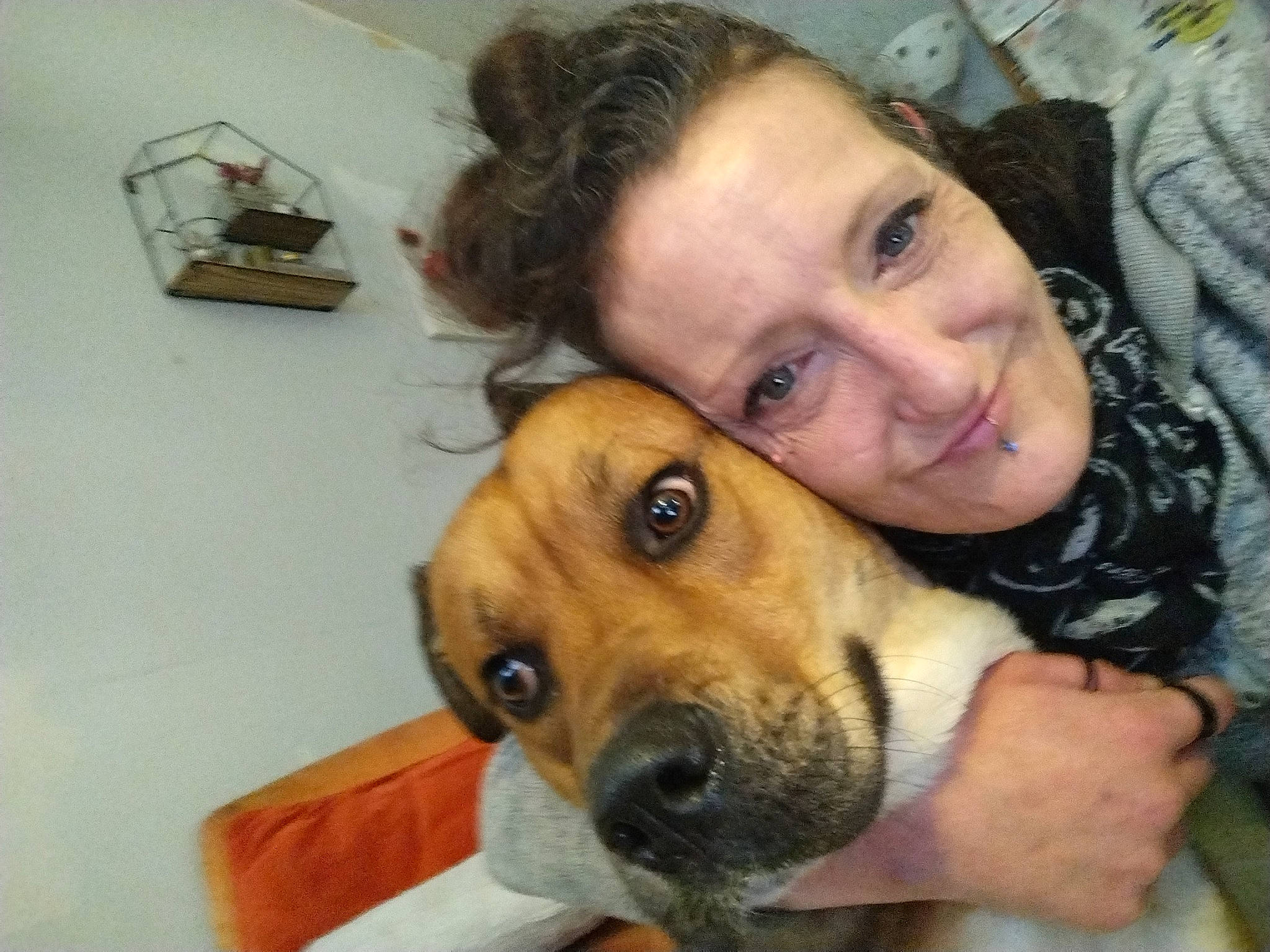 Soocyz a rejoint le concours — aidez-le/la à gagner de superbes lots ! canidae, carnivore, comfort, companion_dog, dog, dog_breed, ear, fawn, fun, fur, happy, jaw, mouth, nose, selfie, smile, snout, sporting_group, whiskers, working_animal