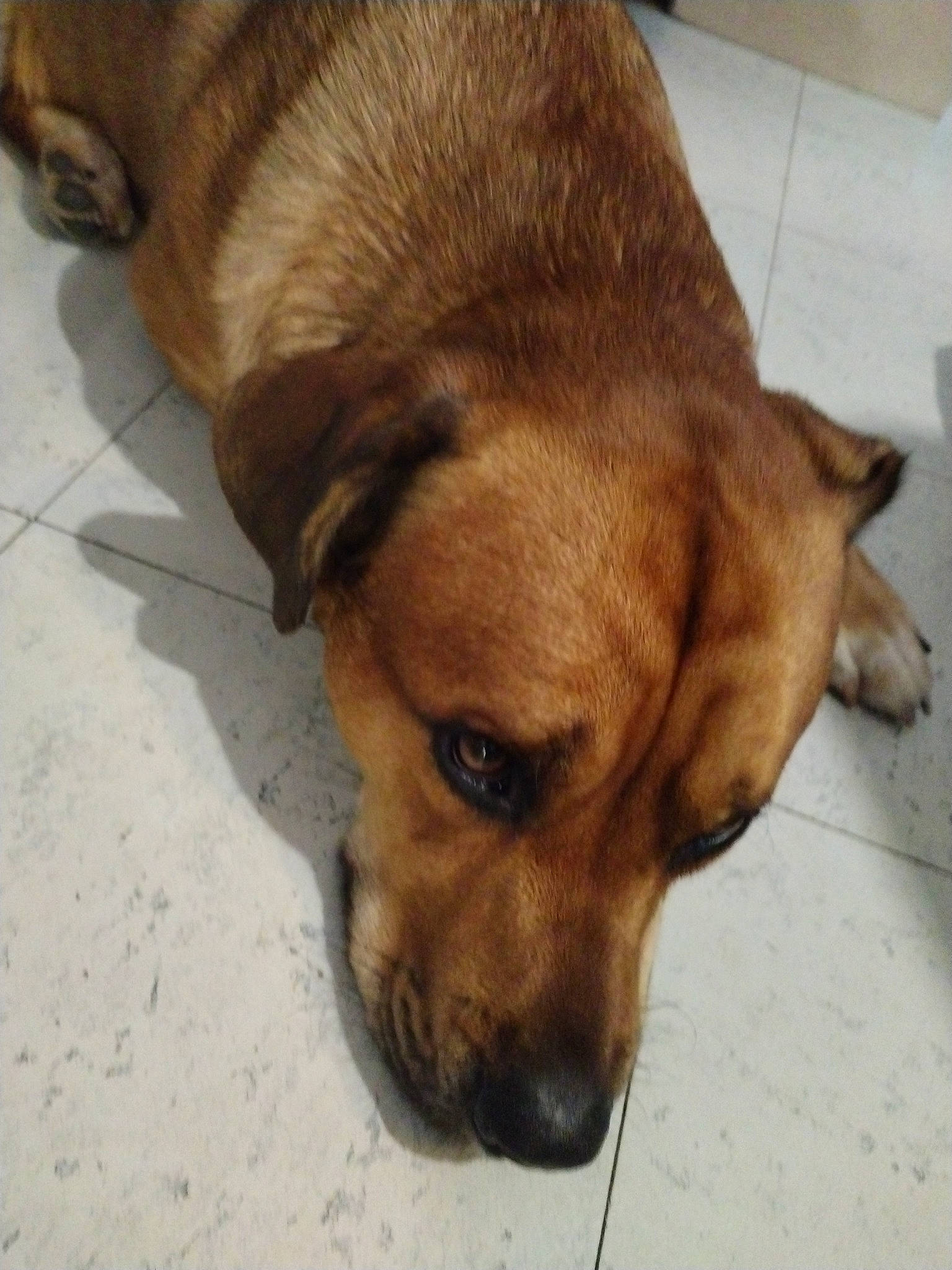 Soocyz a rejoint le concours — aidez-le/la à gagner de superbes lots ! bored, canidae, carnivore, comfort, companion_dog, dog, dog_breed, fawn, flooring, fur, guard_dog, liver, non_sporting_group, paw, puppy, sporting_group, terrestrial_animal, whiskers, working_animal, working_dog