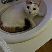 Rizzo joined the competition — help win amazing prizes! cat, calico_cat, feline, pet, animal, white_fur, orange_patches, black_patches, green_eyes, face, ears, whiskers, sink, bathroom, faucet, ceramic, indoors, close_up,  lounging, portrait