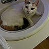 cat, calico_cat, feline, pet, animal, white_fur, orange_patches, black_patches, green_eyes, face, ears, whiskers, sink, bathroom, faucet, ceramic, indoors, close_up,  lounging, portrait