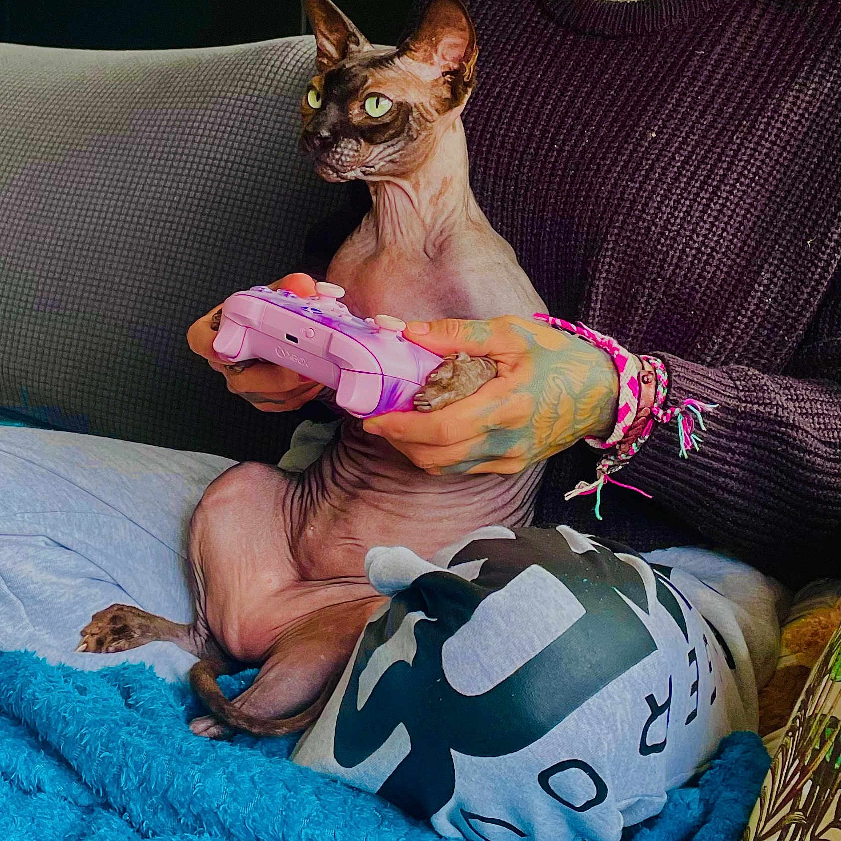 Satan participe au concours pour gagner de l'argent avec cette photo : sphynx_cat, cat, hairless_cat, video_game_controller, tattooed_hands, bracelets, person, knit_sweater, couch, blue_blanket, cushion, indoor, pet, playing, gaming, focused, relaxed, unique, close_up, cozy
