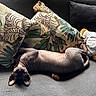 Satan a rejoint le concours — aidez-le/la à gagner de superbes lots ! hairless_cat, cat, upside_down, couch, decorative_pillows, leaf_pattern, stuffed_toy, teddy_bear, indoor, relaxed, pet, feline, cozy, texture, curious, animal, resting, close_up, home, comfortable