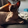 Satan a rejoint le concours — aidez-le/la à gagner de superbes lots ! sphynx_cat, cat, pet, animal, indoor, couch, furniture, wrinkled_skin, ears, portrait, sunlight, soft_light, relaxed, close_up, feline, hairless, lying_down, domestic, warm_tone, blurred_background