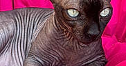 Satan participe au concours pour gagner de l'argent avec cette photo : sphynx_cat, hairless_cat, cat, pet, animal, close_up, pink_background, flower, white_flower, wrinkled_skin, paw, claws, feline, indoor, resting, portrait, detail, texture, eyes, vibrant_color