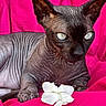 sphynx_cat, hairless_cat, cat, pet, animal, close_up, pink_background, flower, white_flower, wrinkled_skin, paw, claws, feline, indoor, resting, portrait, detail, texture, eyes, vibrant_color