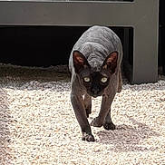 Satan participe au concours pour gagner de l'argent avec cette photo : sphynx_cat, cat, pet, outdoor, gravel, bench, sunlight, shadow, plant, greenery, animal, feline, curious, walking, ears, eyes, nature, daylight, skin, alone