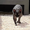sphynx_cat, cat, pet, outdoor, gravel, bench, sunlight, shadow, plant, greenery, animal, feline, curious, walking, ears, eyes, nature, daylight, skin, alone