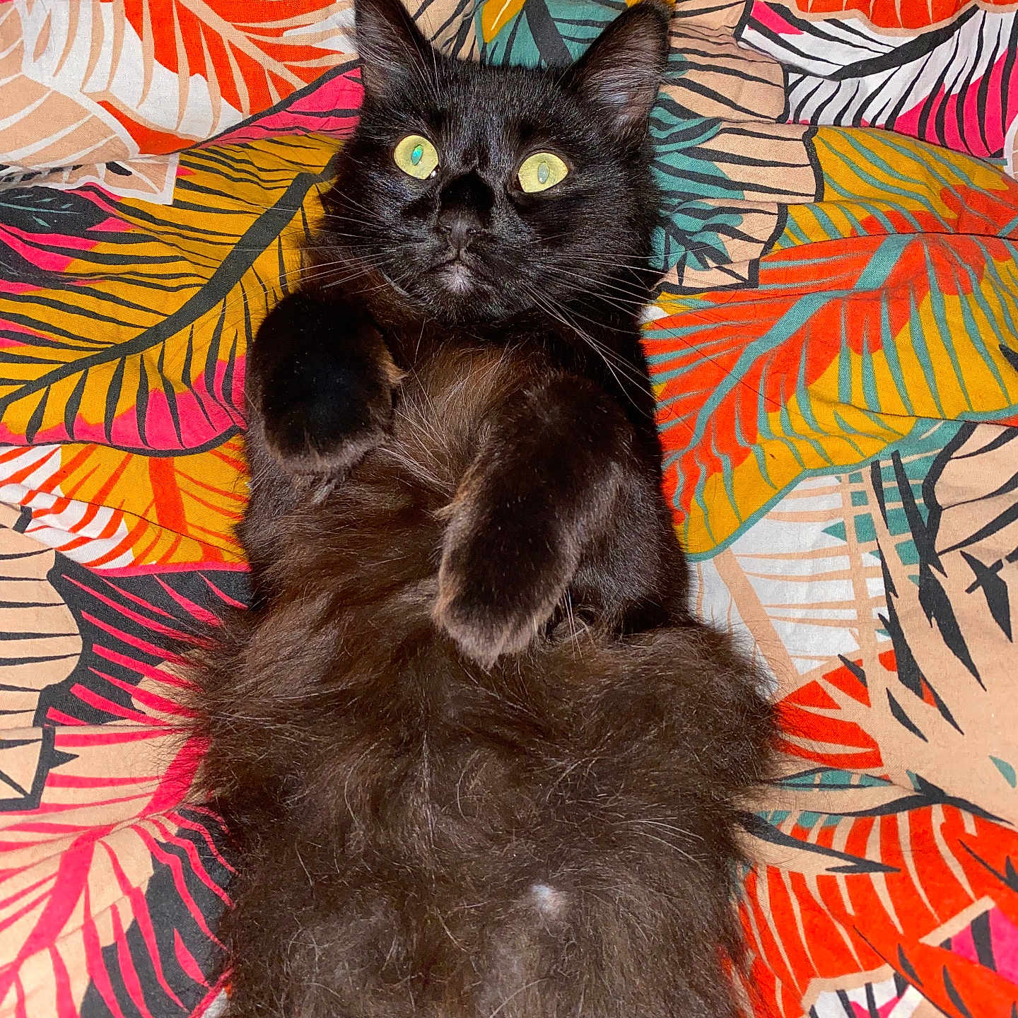 Nala participe au concours pour gagner de l'argent avec cette photo : abyssinian, accessories, angora, animal, art, blackcat, blanket, cat, couch, furniture, homedecor, kitten, leaf, manx, ornament, painting, pattern, pet, plant, quilt