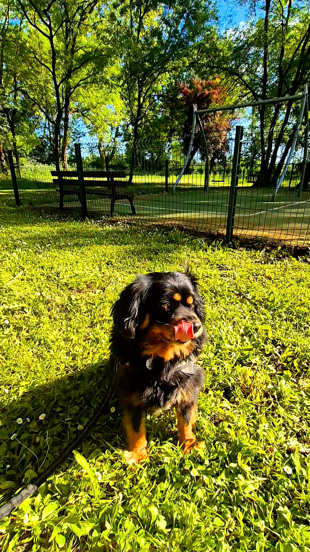 Maui a rejoint le concours — aidez-le/la à gagner de superbes lots ! ball, botany, carnivore, companion_dog, dog, dog_breed, fawn, fence, garden, grass, groundcover, guard_dog, lawn, leaf, people_in_nature, plant, sporting_group, tree, working_animal, yellow