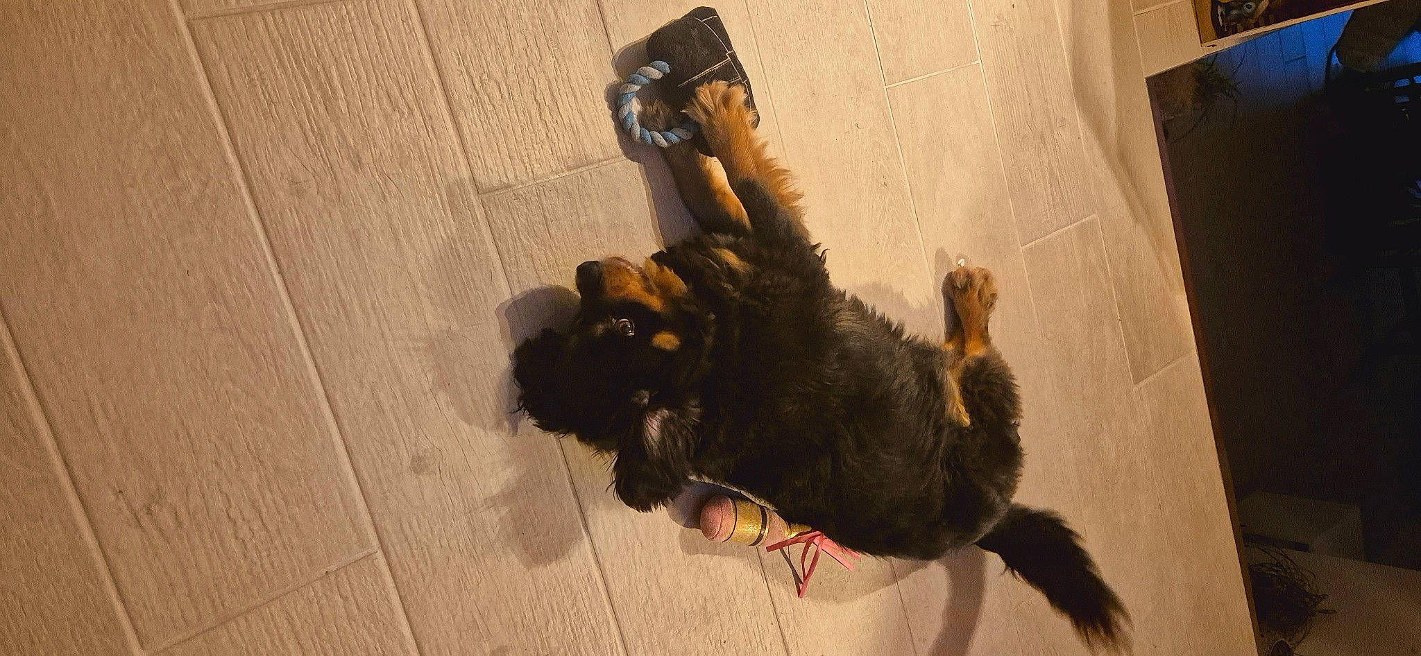 Maui a rejoint le concours — aidez-le/la à gagner de superbes lots ! canidae, carnivore, claw, companion_dog, dog, dog_breed, fawn, felidae, fur, hardwood, liver, paw, pet_supply, small_to_medium_sized_cats, snout, sporting_group, tail, terrier, toy_dog, wood