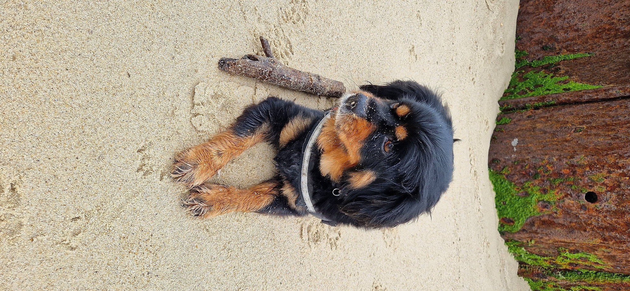 Maui a rejoint le concours — aidez-le/la à gagner de superbes lots ! canidae, carnivore, claw, companion_dog, dog, dog_breed, fawn, fur, grass, palm_tree, paw, plant, snout, soil, sporting_group, terrestrial_animal, tree, wildlife, wood