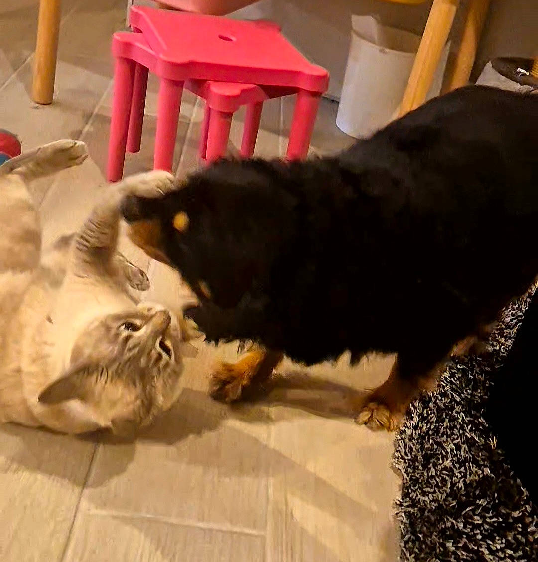 Maui a rejoint le concours — aidez-le/la à gagner de superbes lots ! canidae, carnivore, cat, chair, comfort, companion_dog, dog_breed, domestic_short_haired_cat, fawn, felidae, flooring, fur, hardwood, small_to_medium_sized_cats, sporting_group, table, tail, tints_and_shades, whiskers, wood