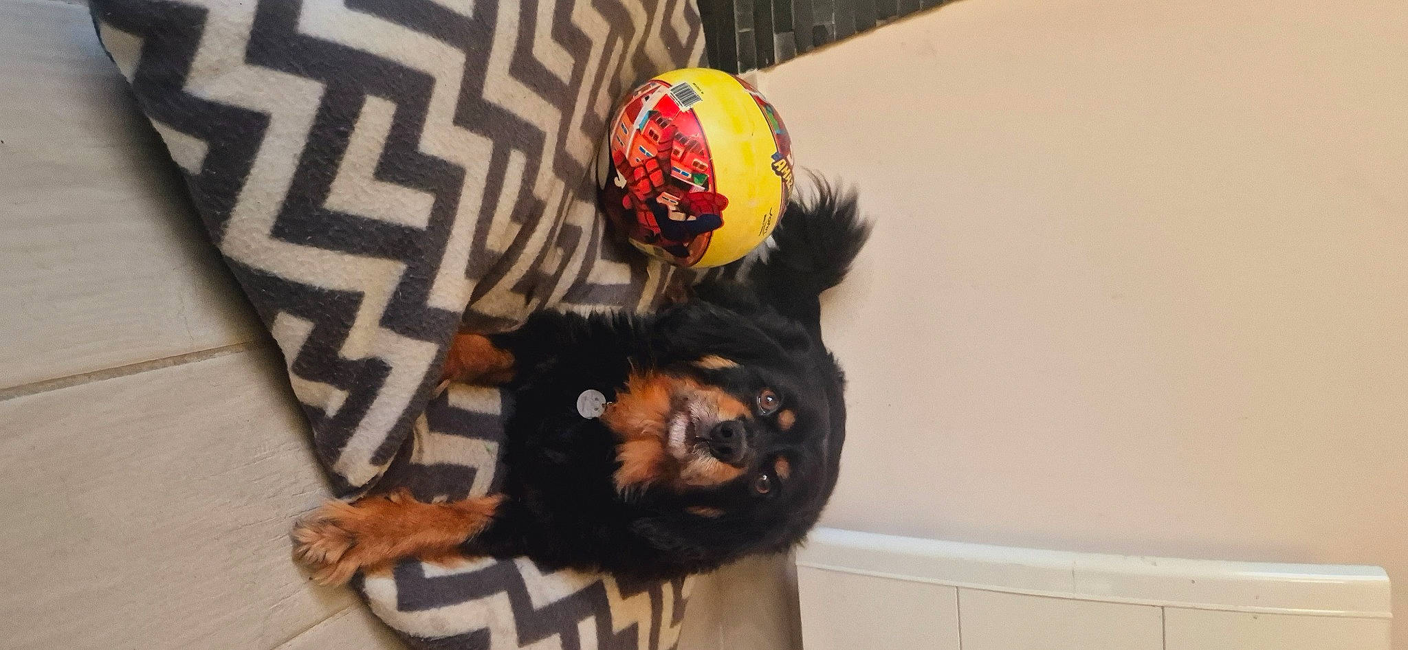 Maui a rejoint le concours — aidez-le/la à gagner de superbes lots ! canidae, carnivore, companion_dog, costume, dog_breed, event, fashion_accessory, felidae, fun, fur, gesture, mask, sleeve, sporting_group, tail, whiskers