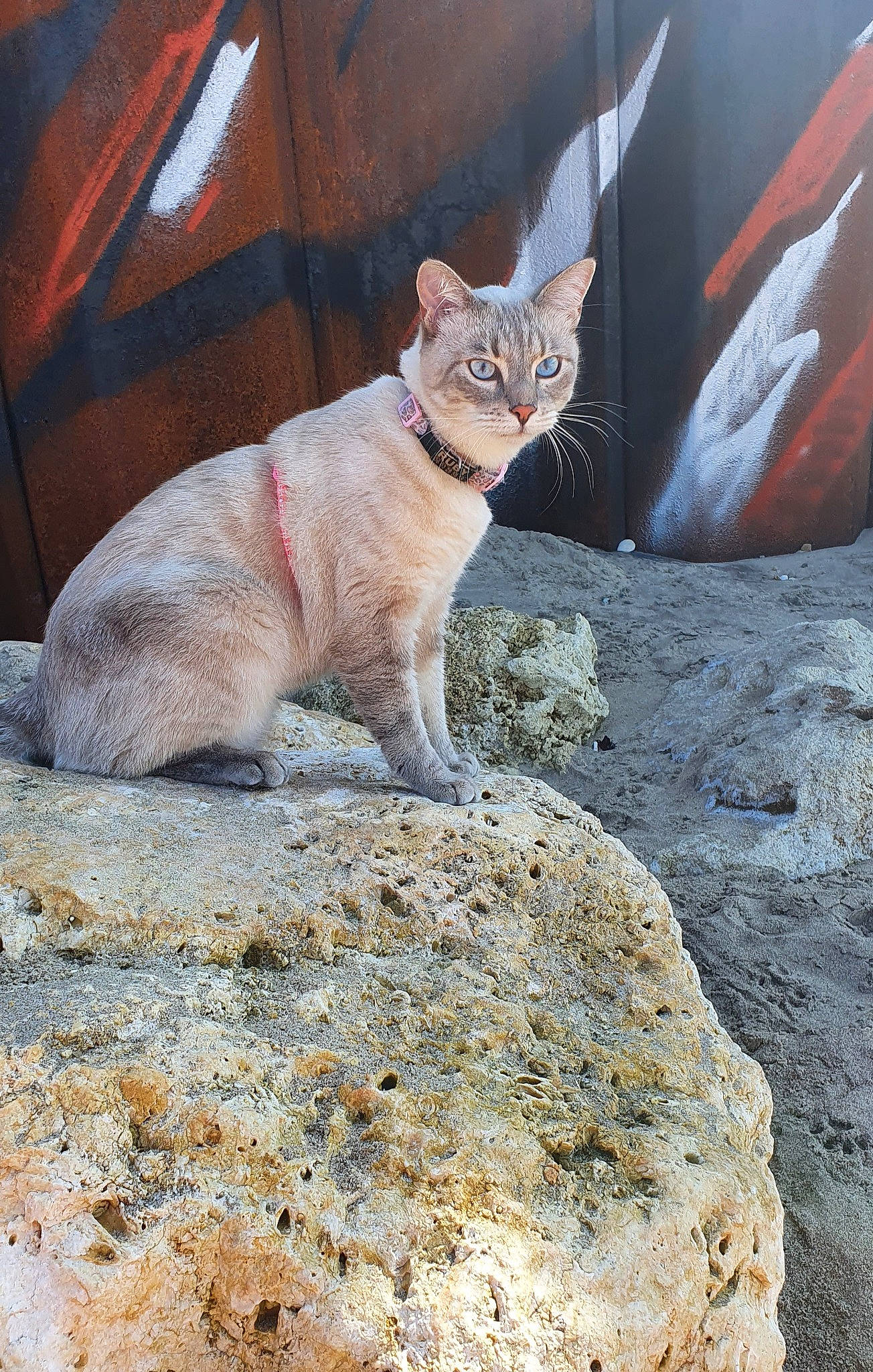 Ruby a rejoint le concours — aidez-le/la à gagner de superbes lots ! bedrock, carnivore, cat, domestic_short_haired_cat, fawn, felidae, fur, landscape, rock, sand, sitting, small_to_medium_sized_cats, snout, tail, terrestrial_animal, whiskers, wildlife, wood