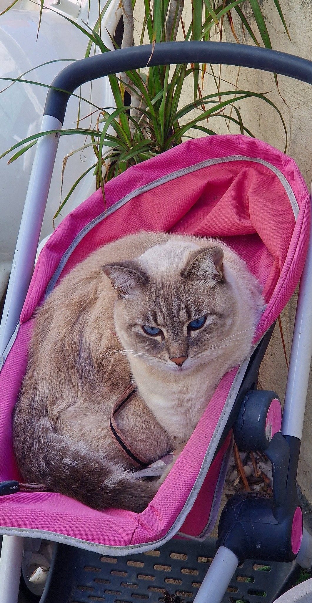Ruby a rejoint le concours — aidez-le/la à gagner de superbes lots ! box, carnivore, cat, comfort, domestic_short_haired_cat, fawn, felidae, fur, grass, hat, herb, magenta, paper_bag, plant, sitting, small_to_medium_sized_cats, snout, tail, whiskers, wood