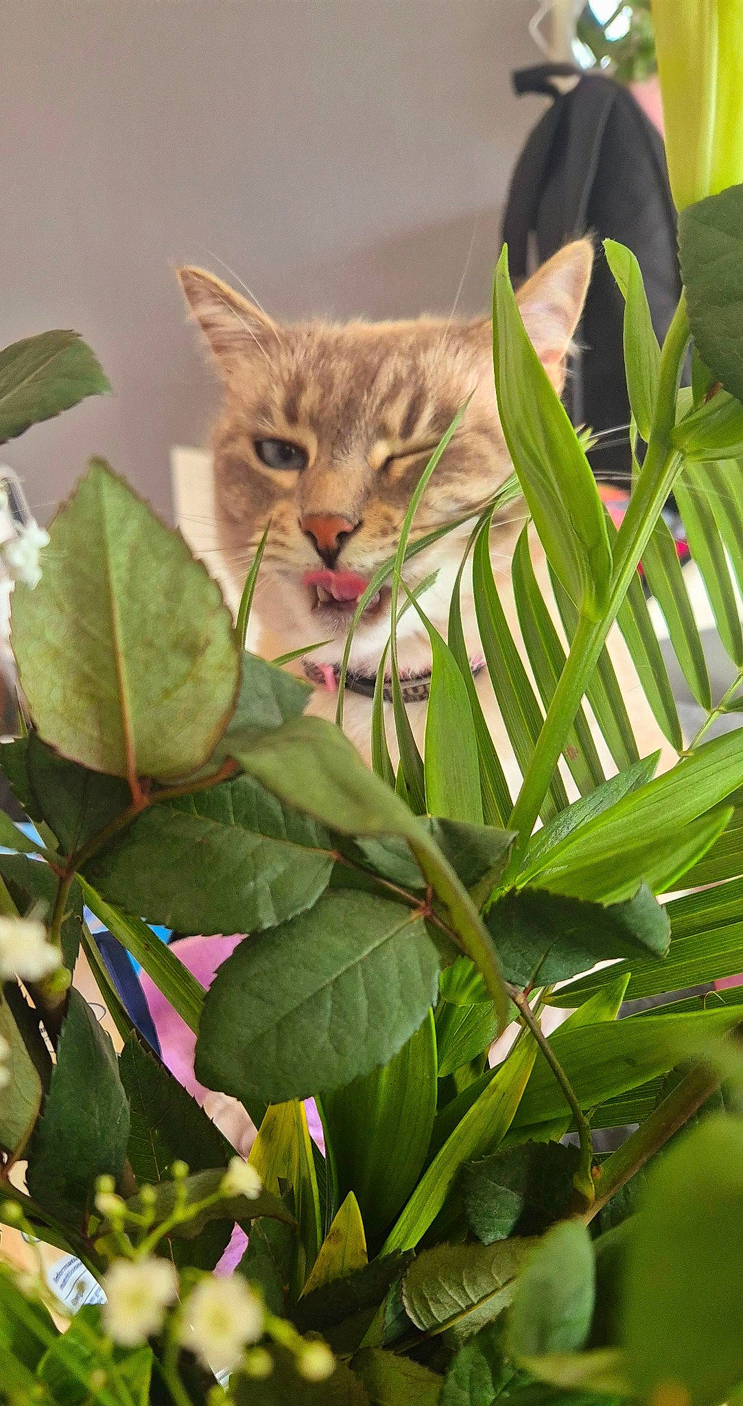 Ruby participe au concours pour gagner de l'argent avec cette photo : adaptation, annual_plant, carnivore, cat, domestic_short_haired_cat, felidae, flowering_plant, fur, grass, organism, paw, petal, plant, plant_stem, small_to_medium_sized_cats, terrestrial_animal, terrestrial_plant, twig, whiskers, wildlife
