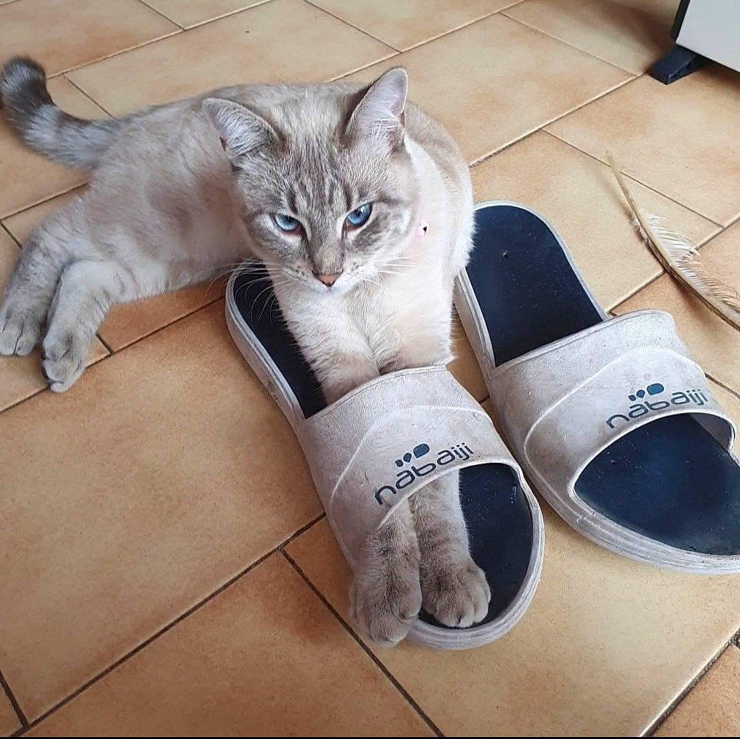 Ruby participe au concours pour gagner de l'argent avec cette photo : carnivore, cat, comfort, domestic_short_haired_cat, fawn, felidae, floor, flooring, foot, fur, grey, hardwood, human_leg, paw, small_to_medium_sized_cats, sportswear, tail, walking_shoe, whiskers, wood