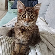 Blue participe au concours pour gagner de l'argent avec cette photo : animal, bedding, bedroom, blanket, brown_fur, cat, cozy, cushion, ears, feline, furniture, indoors, kitten, pet, portrait, sitting, striped_fur, tabby, whiskers, wide_eyes