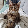 animal, bedding, bedroom, blanket, brown_fur, cat, cozy, cushion, ears, feline, furniture, indoors, kitten, pet, portrait, sitting, striped_fur, tabby, whiskers, wide_eyes