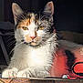 cat, calico_cat, pet, animal, feline, fur, whiskers, ears, paws, golden_eyes, sunlight, shadow, glitter, table_surface, indoor, close_up, portrait, relaxed, majestic, cozy