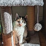 abyssinian, animal, architecture, basket, bed, building, cat, chair, couch, cushion, furniture, homedecor, indoors, kitten, livingroom, manx, pet, room, siamese, wood