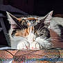 cat, calico, sleeping, paws, whiskers, fur, closeup, cozy, indoor, resting, cute, animal, pet, napping, feline, soft_light, glittery_surface, holographic, dark_background, adorable