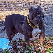 Crazy joined the competition — help win amazing prizes! dog, bulldog, pet, collar, gold_chain, outdoor, leaves, grass, pavement, muscular, alert, animal, nature, fall, daytime, canine, standing, fur, muzzle, ears