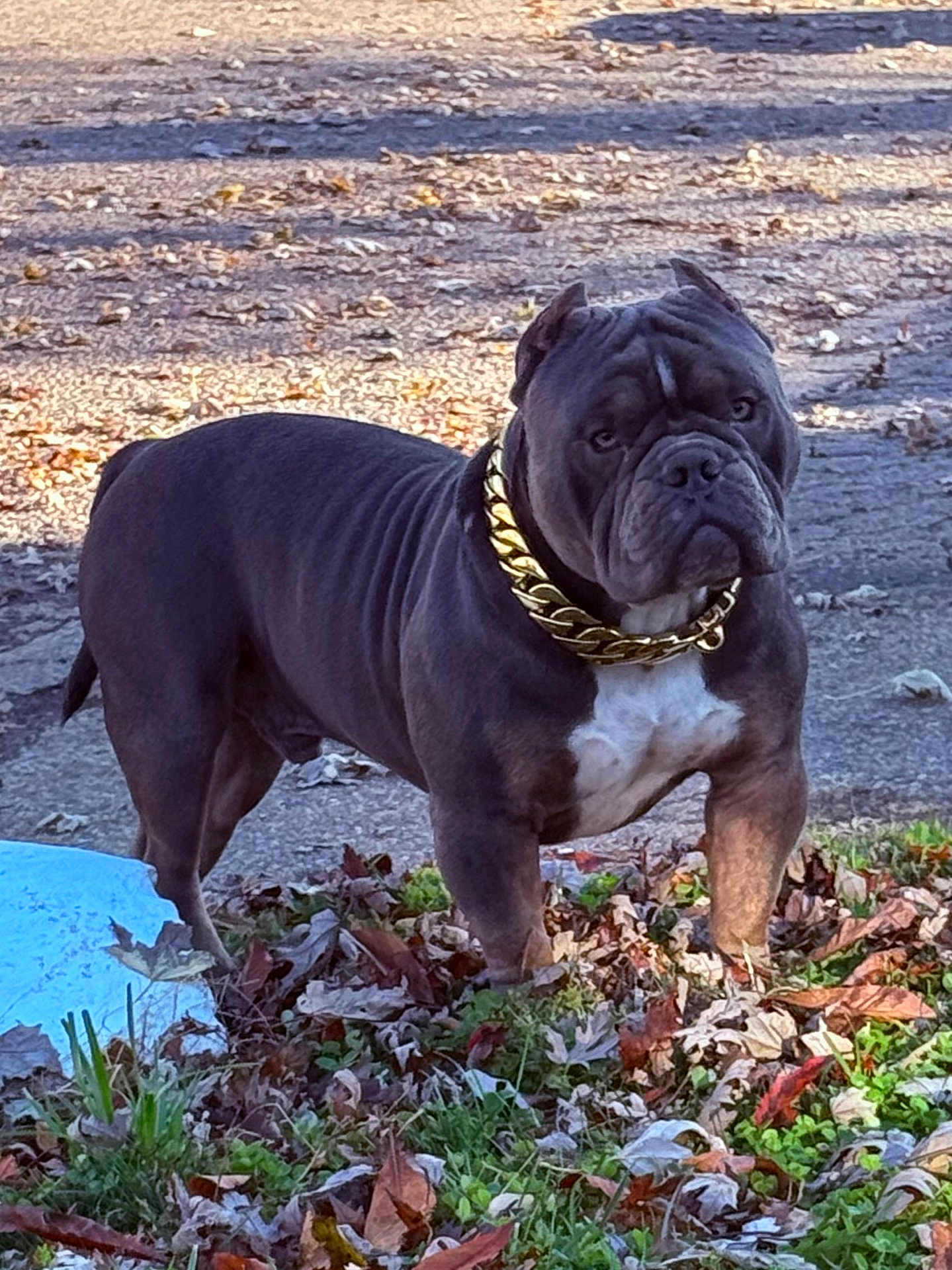 Crazy joined the competition — help win amazing prizes! dog, bulldog, pet, collar, gold_chain, outdoor, leaves, grass, pavement, muscular, alert, animal, nature, fall, daytime, canine, standing, fur, muzzle, ears