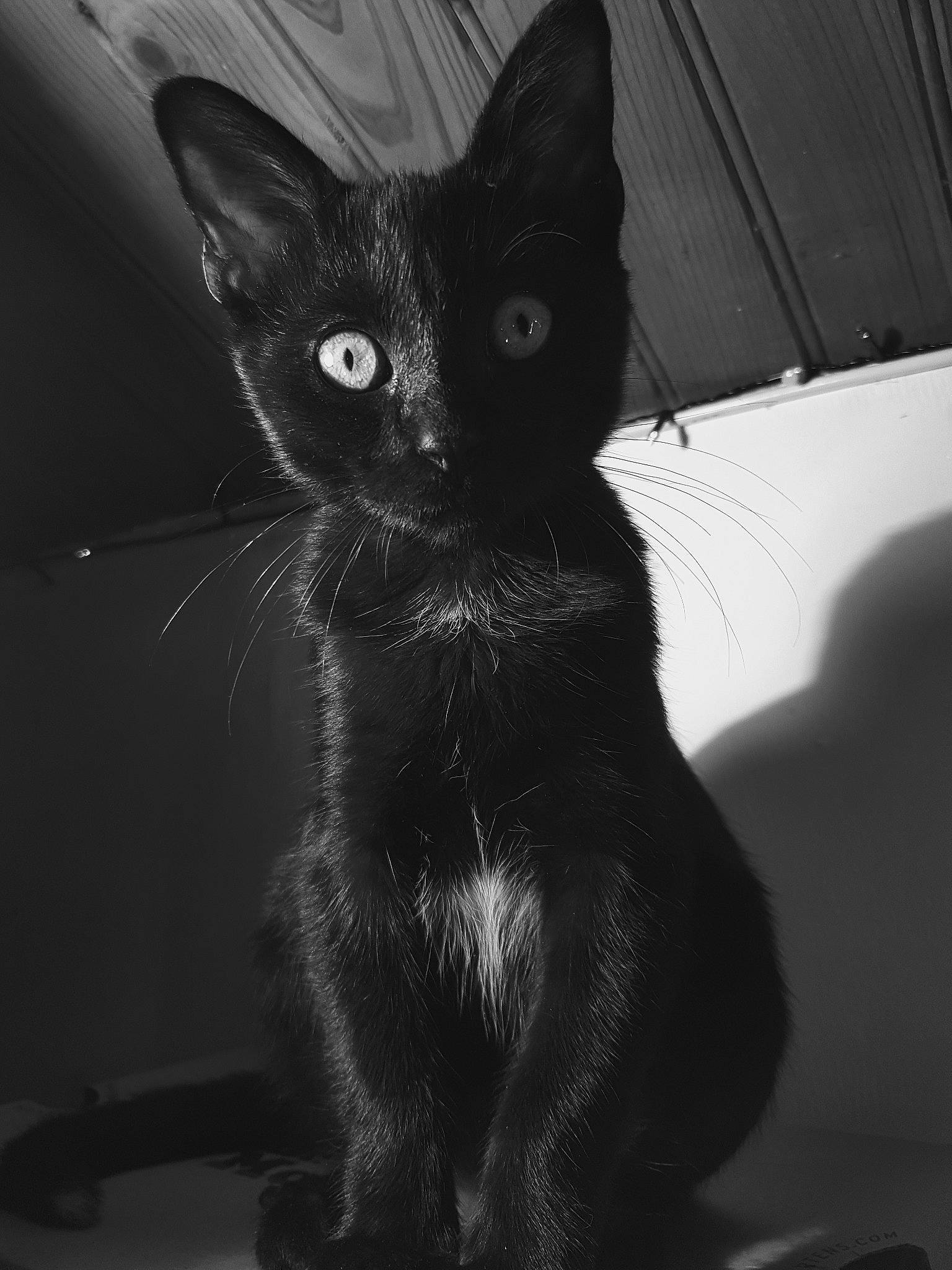 Pinceau a rejoint le concours — aidez-le/la à gagner de superbes lots ! asian, black, black_and_white, black_cat, bombay, carnivore, cat, domestic_short_haired_cat, ear, eye, felidae, kitten, mammal, monochrome, polydactyl_cat, small_to_medium_sized_cats, snapshot, snout, tail, whiskers