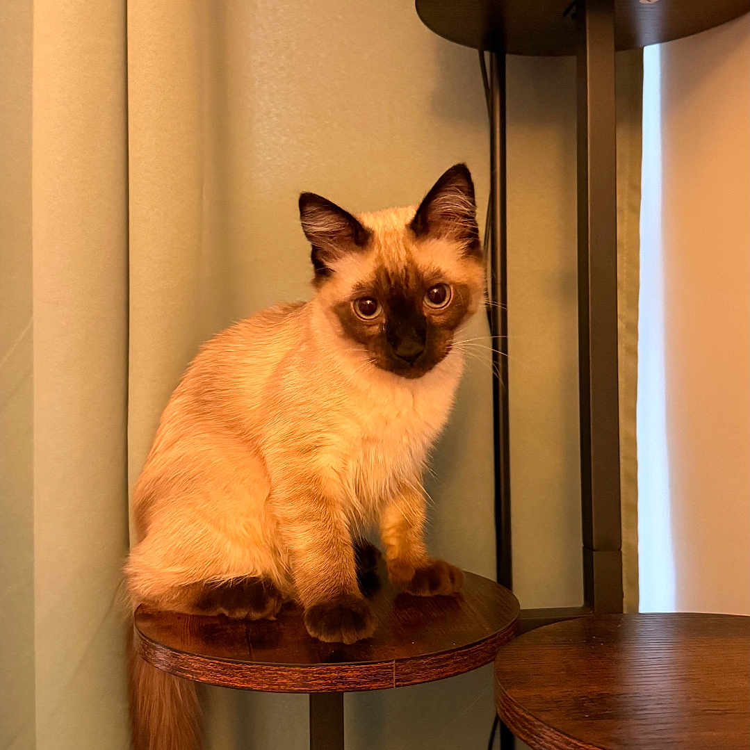 Olive a rejoint le concours — aidez-le/la à gagner de superbes lots ! animal, cat, cozy, curious, curtains, cute, ears, eyes, fur, furniture, home, indoor, lamp, pet, portrait, siamese_cat, sitting, tail, warm_lighting, wooden_shelf