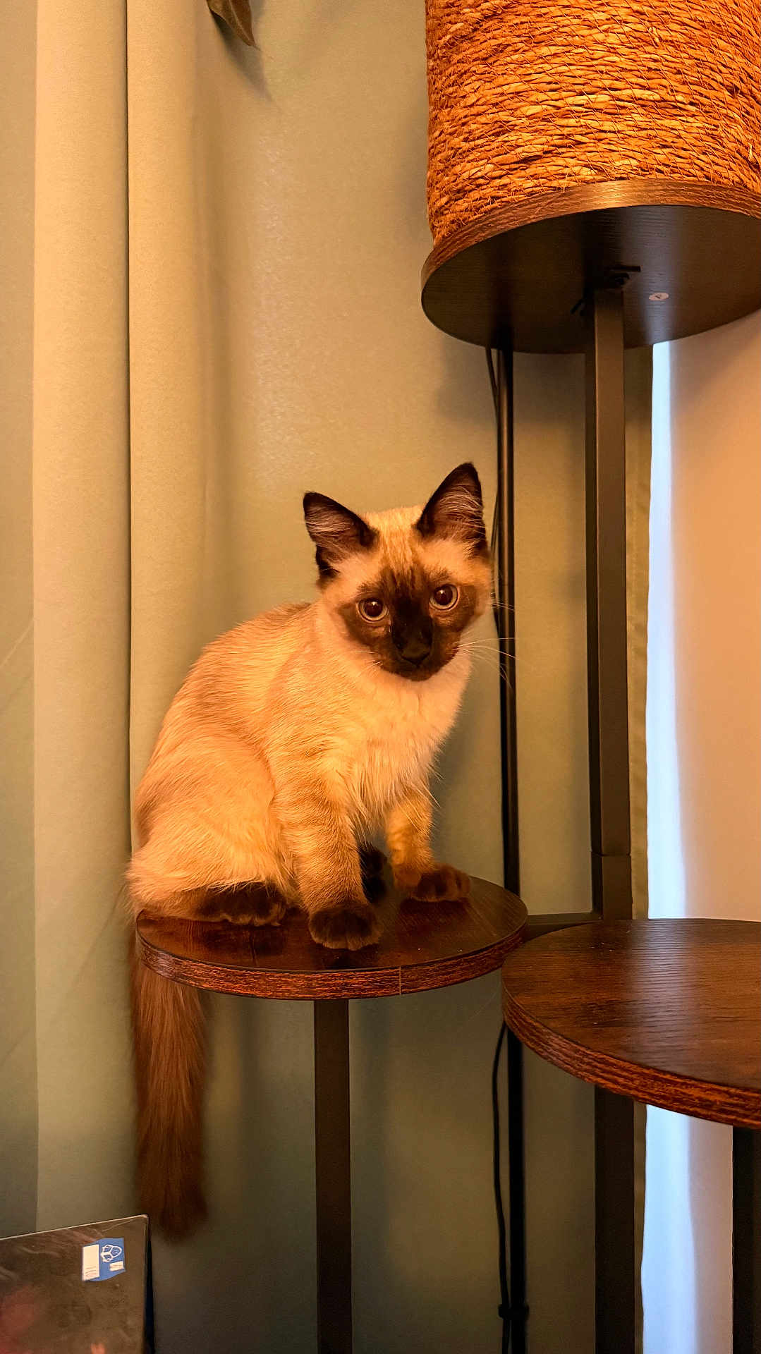 Olive a rejoint le concours — aidez-le/la à gagner de superbes lots ! cat, siamese_cat, indoor, furniture, lamp, wooden_shelf, curtains, pet, animal, fur, tail, ears, eyes, cute, sitting, cozy, warm_lighting, home, curious, portrait