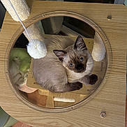 Olive participe au concours pour gagner de l'argent avec cette photo : cat, kitten, siamese_cat, cat_tree, wood, glass, toy, pom_pom, indoor, floor, curtain, pet, animal, feline, looking_up, cozy, playful, resting, home, cute