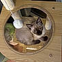 cat, kitten, siamese_cat, cat_tree, wood, glass, toy, pom_pom, indoor, floor, curtain, pet, animal, feline, looking_up, cozy, playful, resting, home, cute