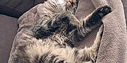 Iso a rejoint le concours — aidez-le/la à gagner de superbes lots ! cat, fluffy, tabby, sleeping, stretching, blanket, couch, cozy, indoor, pet, relaxed, fur, paw, pillow, resting, soft, comfortable, animal, feline, home