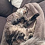 cat, fluffy, tabby, sleeping, stretching, blanket, couch, cozy, indoor, pet, relaxed, fur, paw, pillow, resting, soft, comfortable, animal, feline, home