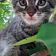 Iso a rejoint le concours — aidez-le/la à gagner de superbes lots ! kitten, cat, animal, tree, branch, leaf, outdoor, nature, close_up, fur, whiskers, eyes, curious, young, pet, climbing, green, background_blur, wildlife, mammal