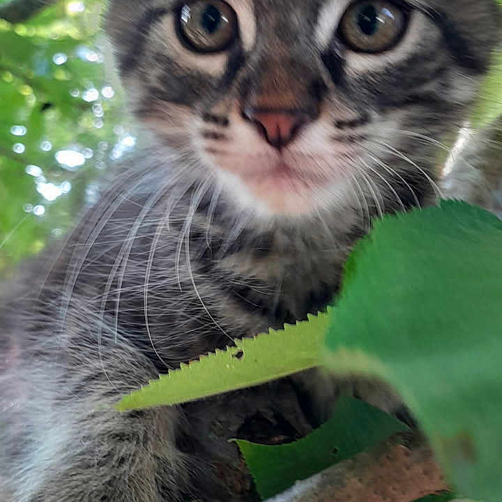 Iso a rejoint le concours — aidez-le/la à gagner de superbes lots ! animal, background_blur, branch, cat, climbing, close_up, curious, eyes, fur, green, kitten, leaf, mammal, nature, outdoor, pet, tree, whiskers, wildlife, young