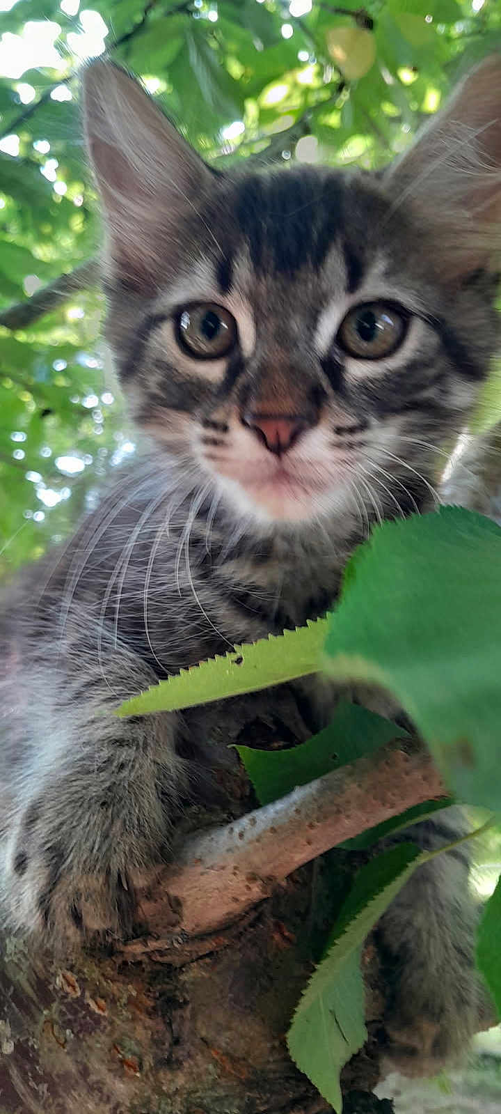 Iso a rejoint le concours — aidez-le/la à gagner de superbes lots ! kitten, cat, animal, tree, branch, leaf, outdoor, nature, close_up, fur, whiskers, eyes, curious, young, pet, climbing, green, background_blur, wildlife, mammal