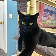 Binx joined the competition — help win amazing prizes! black_cat, cat_tree, yellow_eyes, stretching_paw, indoor, living_room, door, blue_wall, cartoon_tv, furniture, wood_floor, pet, animal, cute, relaxed, domestic_cat, portrait, whiskers, fur, closeup