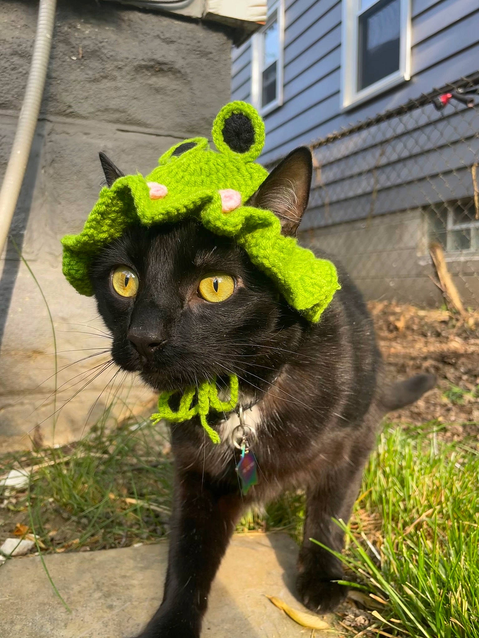 Selene joined the competition — help win amazing prizes! art, black_cat, bombay, carnivore, cat, dog_breed, domestic_short_haired_cat, fashion_accessory, felidae, fur, grass, personal_protective_equipment, plant, sculpture, small_to_medium_sized_cats, snout, tail, terrestrial_animal, whiskers, window