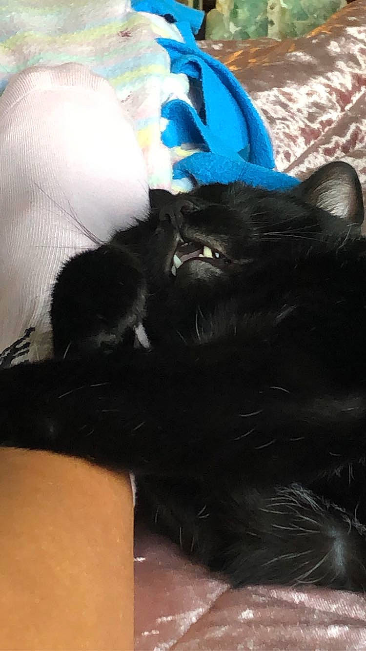 Selene is registered to the contest to win money with this photo: bag, black_cat, carnivore, cat, claw, comfort, domestic_short_haired_cat, electric_blue, fashion_accessory, felidae, fur, human_leg, pattern, personal_protective_equipment, small_to_medium_sized_cats, snout, tail, terrestrial_animal, thigh, whiskers