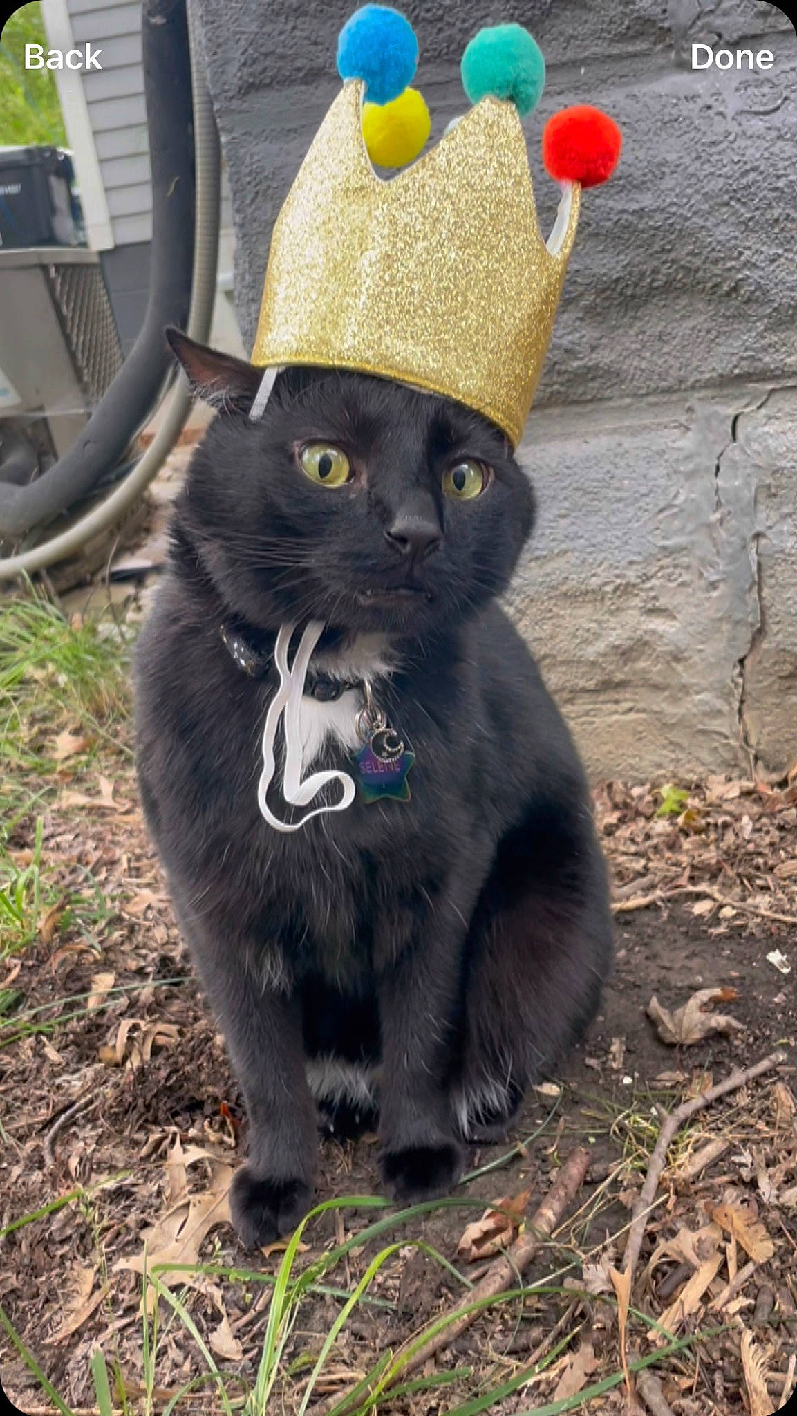 Selene is registered to the contest to win money with this photo: black_cat, bombay, cap, carnivore, cat, collar, costume_hat, domestic_short_haired_cat, fashion_accessory, felidae, fur, grass, hat, small_to_medium_sized_cats, tail, terrestrial_animal, whiskers