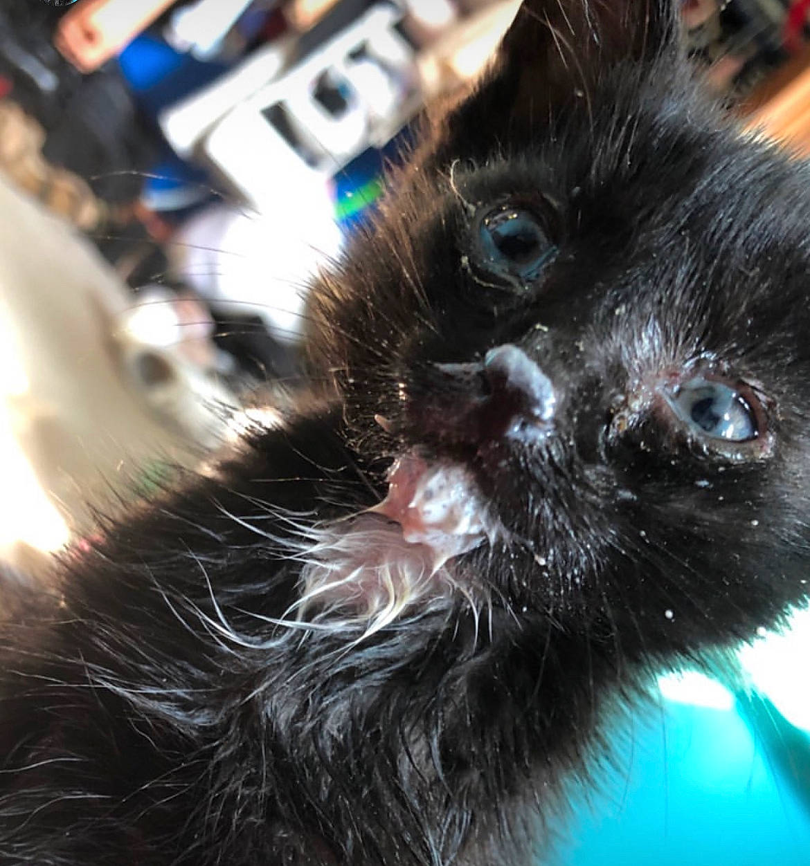 Selene joined the competition — help win amazing prizes! black_cat, bombay, canidae, carnivore, cat, claw, companion_dog, dog_breed, electric_blue, felidae, fur, small_to_medium_sized_cats, terrestrial_animal, whiskers