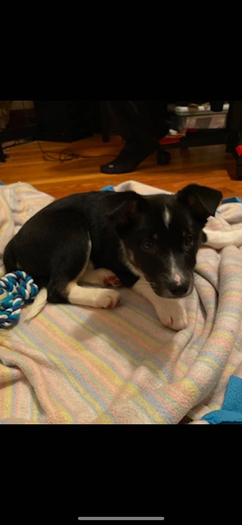 Sony joined the competition — help win amazing prizes! canidae, carnivore, comfort, companion_dog, dog, dog_breed, flooring, fur, guard_dog, linens, paw, snout, tail, terrestrial_animal, working_animal, working_dog