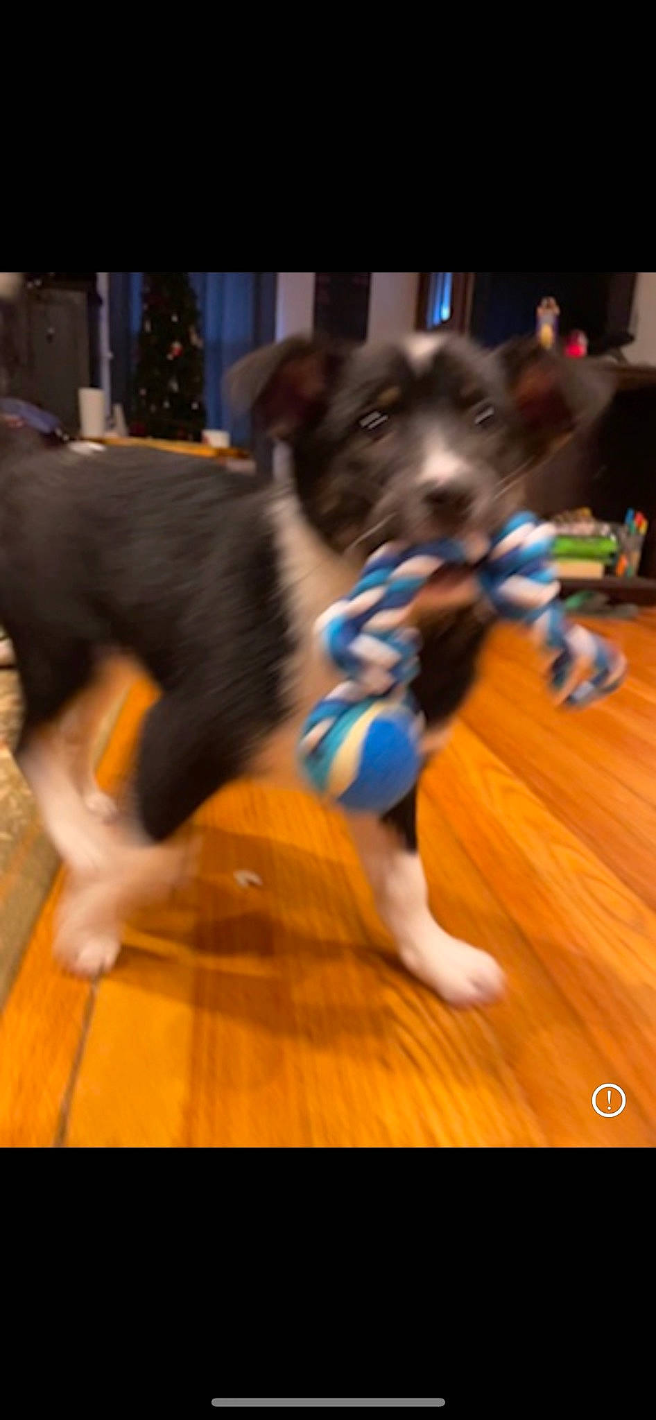 Sony is registered to the contest to win money with this photo: canidae, carnivore, companion_dog, dog, dog_breed, dog_supply, event, floor, flooring, fur, hardwood, laminate_flooring, paw, snout, sporting_group, tail, toy_dog, wood, wood_flooring, working_animal