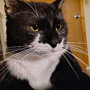 Shadow Monster is registered to the contest to win money with this photo: cat, tuxedo_cat, close_up, indoor, whiskers, yellow_eyes, black_fur, white_fur, pet, feline, animal, portrait, domestic_cat, face, fur, ears, nose, paw, door, background