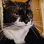 cat, tuxedo_cat, close_up, indoor, whiskers, yellow_eyes, black_fur, white_fur, pet, feline, animal, portrait, domestic_cat, face, fur, ears, nose, paw, door, background
