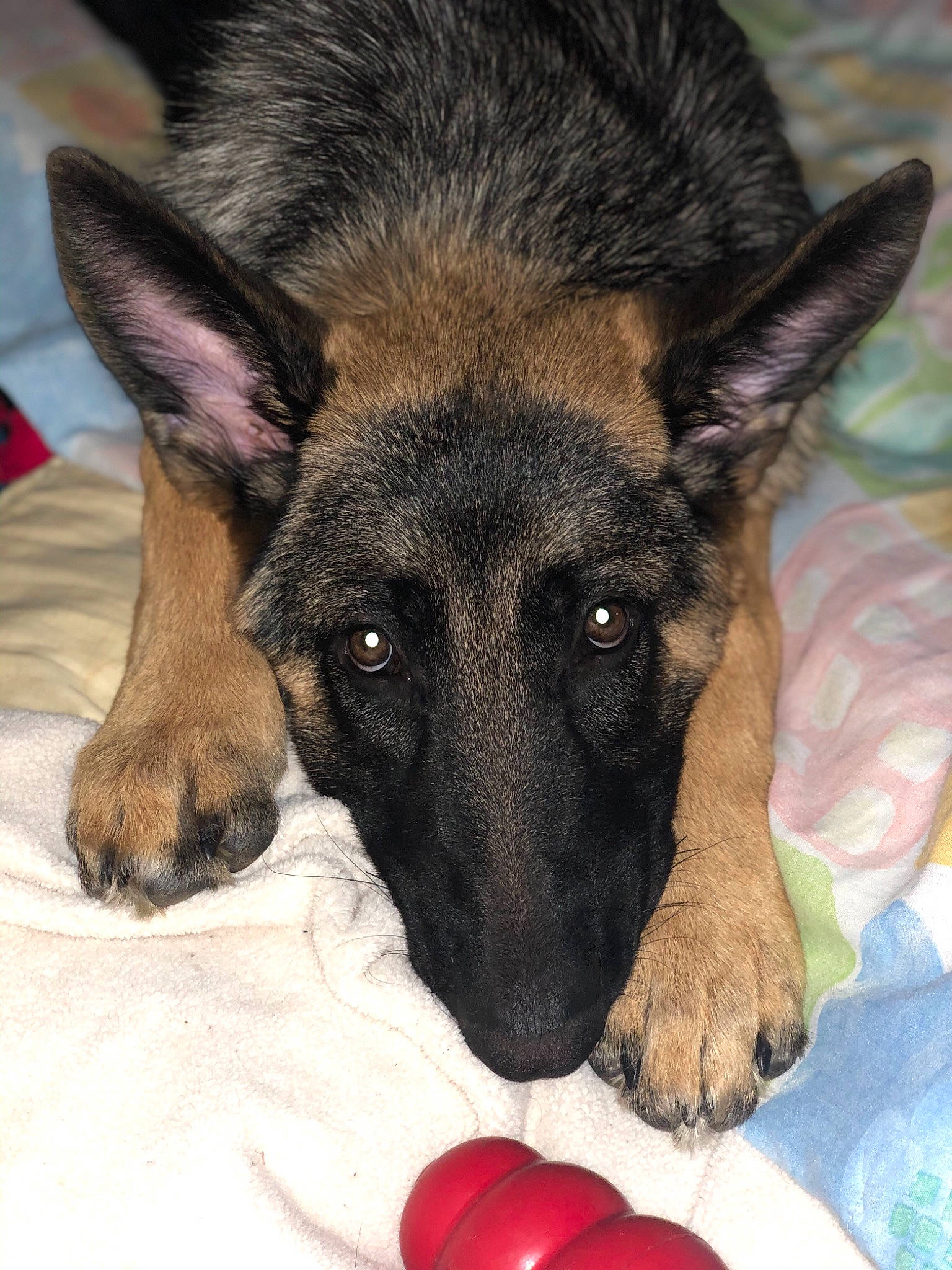 Chief is registered to the contest to win money with this photo: belgian_shepherd_malinois, bohemian_shepherd, canidae, carnivore, dog, dog_breed, ear, east_european_shepherd, fawn, german_shepherd_dog, king_shepherd, kunming_wolfdog, mammal, old_german_shepherd_dog, puppy, rare_breed_dog, shiloh_shepherd_dog, snout, vertebrate, working_dog