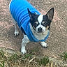 dog, small_dog, blue_jacket, fleece, outdoor, grass, earth, pet, animal, ears, alert, standing, curious, black_and_white, canine, fur, mammal, companion, cute, winter_clothing